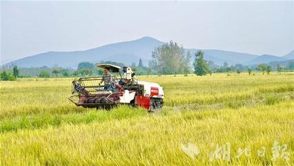 国宝桥米有机种植基地喜迎开镰，稻谷飘香庆丰年